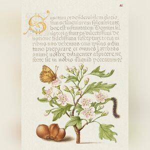 Medieval Vintage Botanical Illustration Art Print